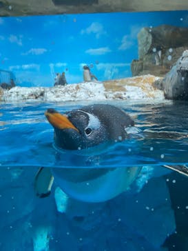 鴨川シーワールドに投稿された画像（2024/7/1）