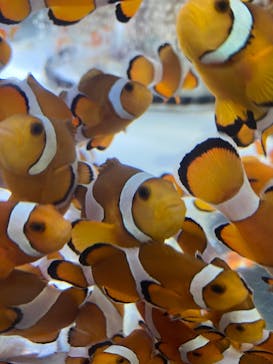 鴨川シーワールドに投稿された画像（2024/7/1）