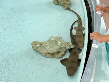 アクアワールド茨城県大洗水族館に投稿された画像（2024/7/1）