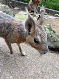 伊豆シャボテン動物公園に投稿された画像（2024/7/1）