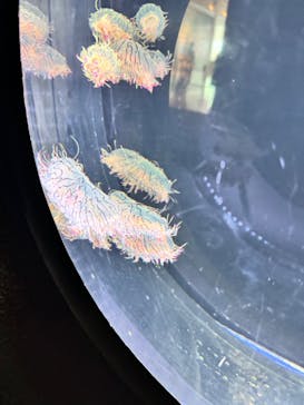 仙台うみの杜水族館に投稿された画像（2024/7/1）