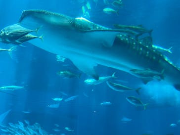 沖縄美ら海水族館に投稿された画像（2024/7/2）
