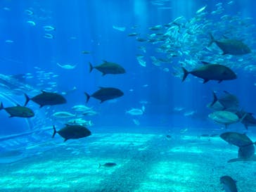 沖縄美ら海水族館に投稿された画像（2024/7/2）