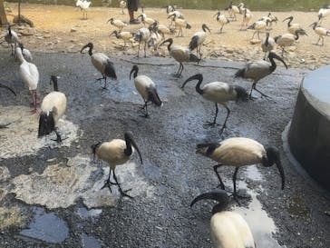 ネオパークオキナワに投稿された画像（2024/7/2）