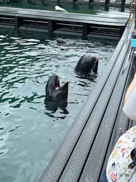 太地町立くじらの博物館に投稿された画像（2024/7/2）