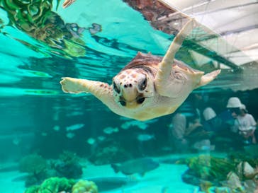 鴨川シーワールドに投稿された画像（2024/7/2）