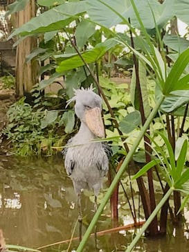 神戸どうぶつ王国に投稿された画像（2024/7/2）