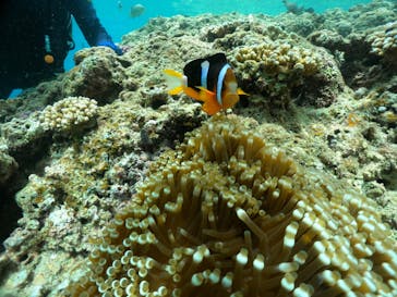 武藤潜水に投稿された画像（2024/7/2）