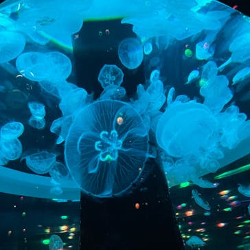 マクセル アクアパーク品川に投稿された画像（2024/7/2）