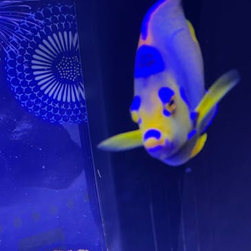 マクセル アクアパーク品川に投稿された画像（2024/7/2）