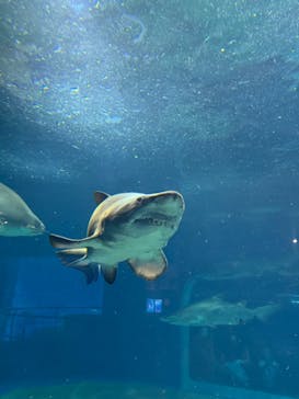 アクアワールド茨城県大洗水族館に投稿された画像（2024/7/2）