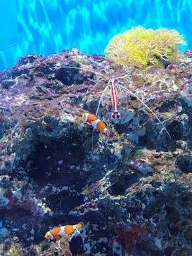 アクアワールド茨城県大洗水族館に投稿された画像（2024/7/2）