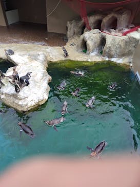 アクアワールド茨城県大洗水族館に投稿された画像（2024/7/2）
