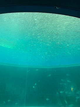 横浜・八景島シーパラダイスに投稿された画像（2024/7/2）