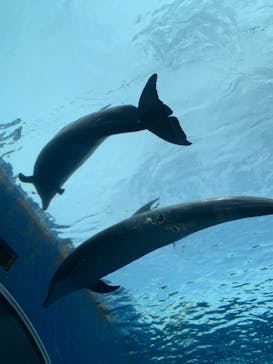 横浜・八景島シーパラダイスに投稿された画像（2024/7/2）