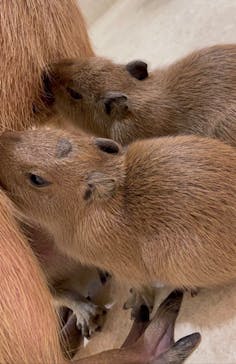 アニタッチららぽーと名古屋みなとアクルスに投稿された画像（2024/7/2）