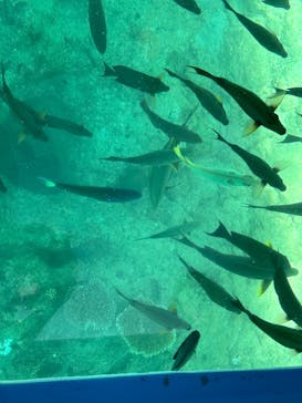 OCEANS/新原海底観光センターに投稿された画像（2024/7/2）