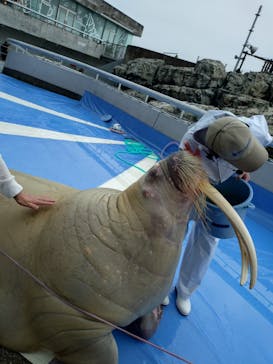 大分マリーンパレス水族館 「うみたまご」に投稿された画像（2024/7/2）