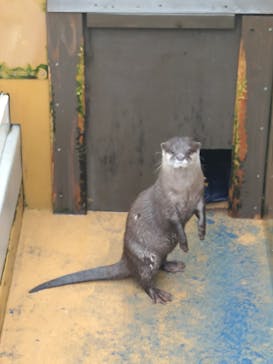 大分マリーンパレス水族館 「うみたまご」に投稿された画像（2024/7/2）