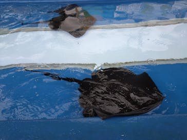 大分マリーンパレス水族館 「うみたまご」に投稿された画像（2024/7/2）