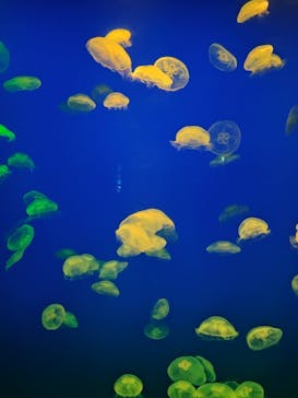 大分マリーンパレス水族館 「うみたまご」に投稿された画像（2024/7/2）