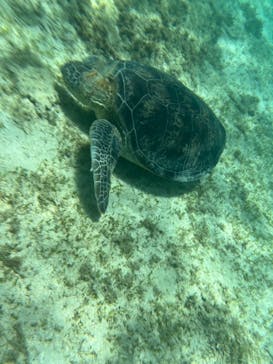 アマミエンシスに投稿された画像（2024/7/2）