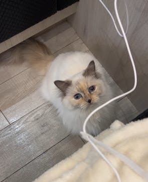 猫カフェモカ　アルシェ大宮店に投稿された画像（2024/7/3）