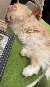 猫カフェモカ　アルシェ大宮店に投稿された画像（2024/7/3）