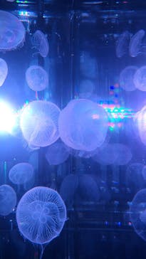 マクセル アクアパーク品川に投稿された画像（2024/7/3）