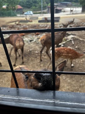 那須サファリパークに投稿された画像（2024/7/3）