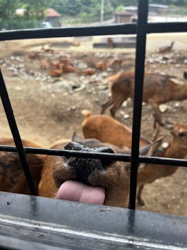 那須サファリパークに投稿された画像（2024/7/3）