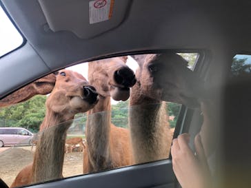 那須サファリパークに投稿された画像（2024/7/3）