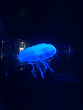 京都水族館に投稿された画像（2024/7/3）