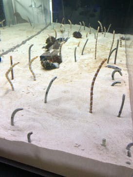 京都水族館に投稿された画像（2024/7/3）