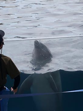 京都水族館に投稿された画像（2024/7/3）