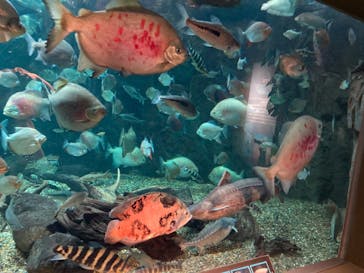 世界淡水魚園水族館　アクア・トトぎふに投稿された画像（2024/7/3）