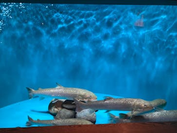 世界淡水魚園水族館　アクア・トトぎふに投稿された画像（2024/7/3）