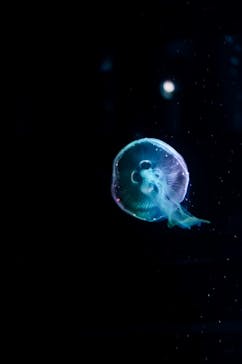 京都水族館に投稿された画像（2024/7/3）