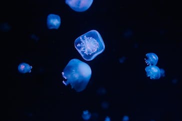 京都水族館に投稿された画像（2024/7/3）