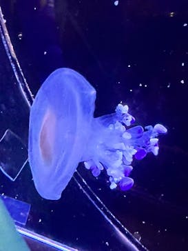 世界淡水魚園水族館　アクア・トトぎふに投稿された画像（2024/7/3）