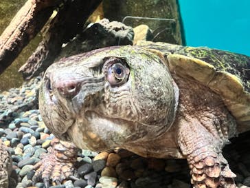 世界淡水魚園水族館　アクア・トトぎふに投稿された画像（2024/7/3）