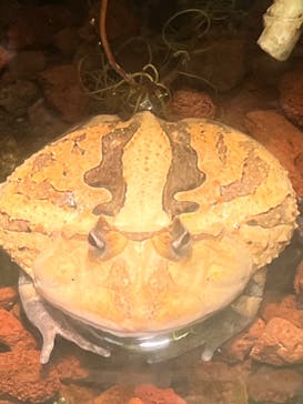 世界淡水魚園水族館　アクア・トトぎふに投稿された画像（2024/7/3）