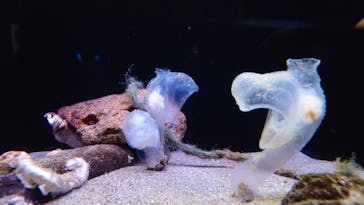 環境水族館アクアマリンふくしまに投稿された画像（2024/7/3）