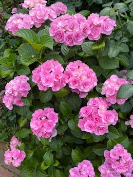 横浜イングリッシュガーデンに投稿された画像（2024/7/4）