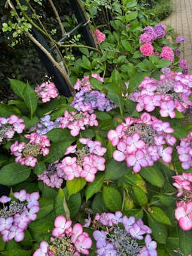 横浜イングリッシュガーデンに投稿された画像（2024/7/4）