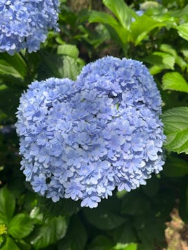 横浜イングリッシュガーデンに投稿された画像（2024/7/4）