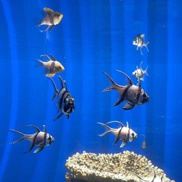 NIFREL（ニフレル）に投稿された画像（2024/7/4）