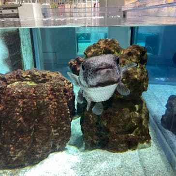 NIFREL（ニフレル）に投稿された画像（2024/7/4）