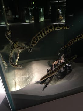 NIFREL（ニフレル）に投稿された画像（2024/7/4）