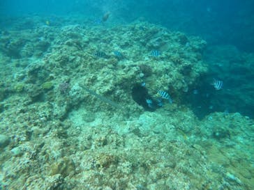 武藤潜水に投稿された画像（2024/7/4）